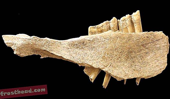 Тази конска челюст, открита в пещерите на Синя риба на Юкон, изглежда е белязана от следи от каменни сечива. Може да се окаже, че хората са дошли в Северна Америка 10 000 години по-рано, отколкото се смяташе досега.