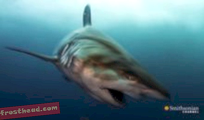 άρθρα, επιστήμη, άγρια ​​ζωή - Κολύμπι με καρχαρίες φαλαινών