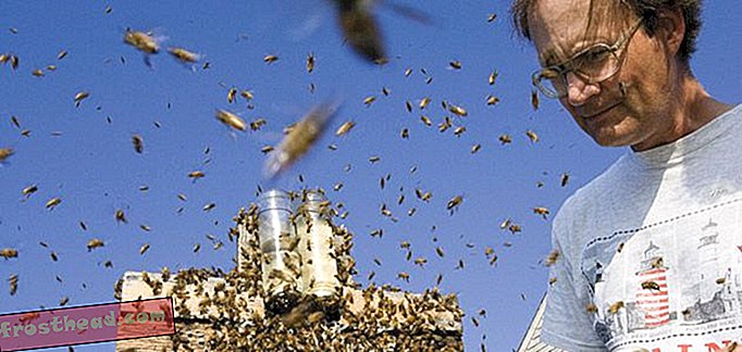 Skrivno življenje čebel