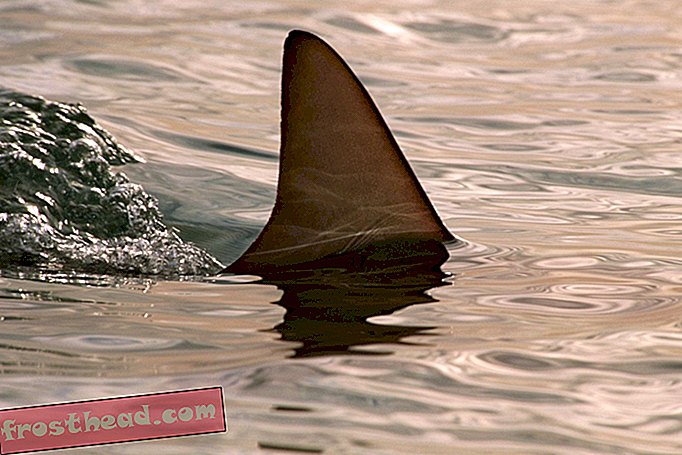 artículos, ciencia, vida salvaje - Diez cosas que hemos aprendido sobre los tiburones desde la última semana de tiburones