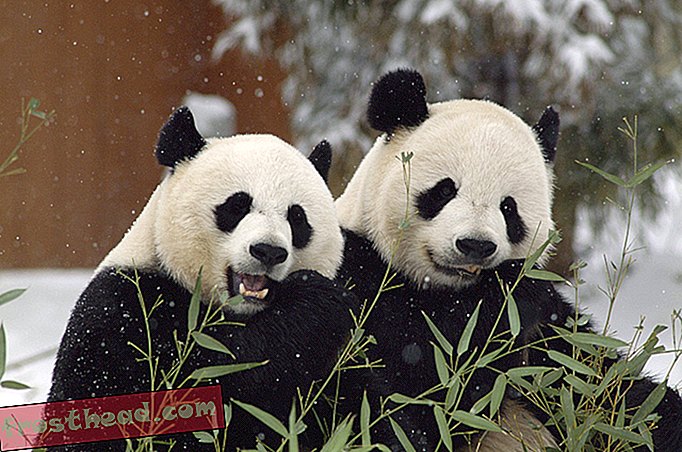 Beben schlägt Herz von Panda Country