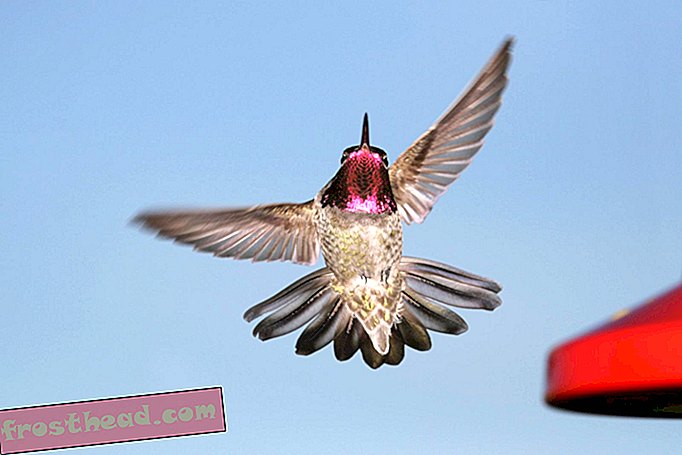 Ove ptice mogu pjevati koristeći samo svoje perje