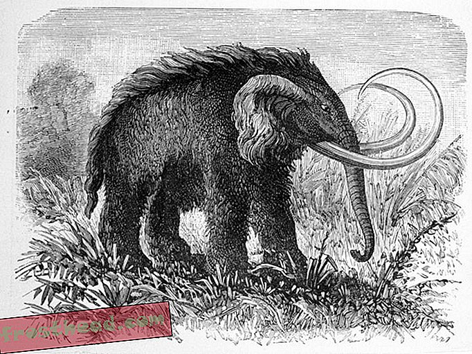 Résoudre un mystère de proportions de mammouth