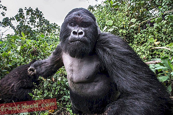 Se lahko gorila res napije iz bambusa?
