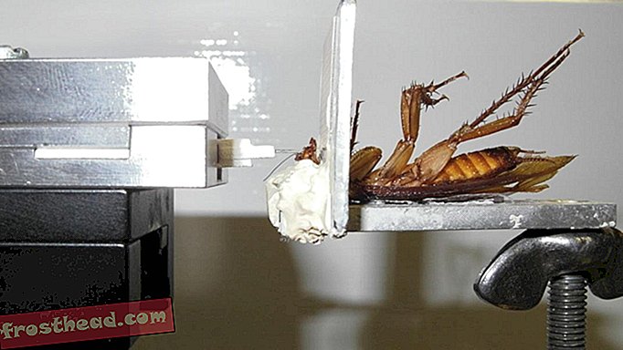 Een kakkerlak kan bijten met een kracht van 50 keer zijn lichaamsgewicht
