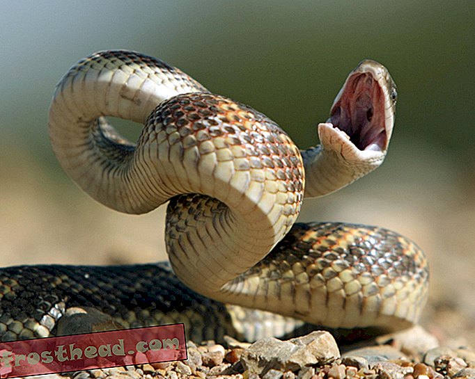 За изненада на учените, дори невеннозните змии могат да нанесат удар при нелепи скорости