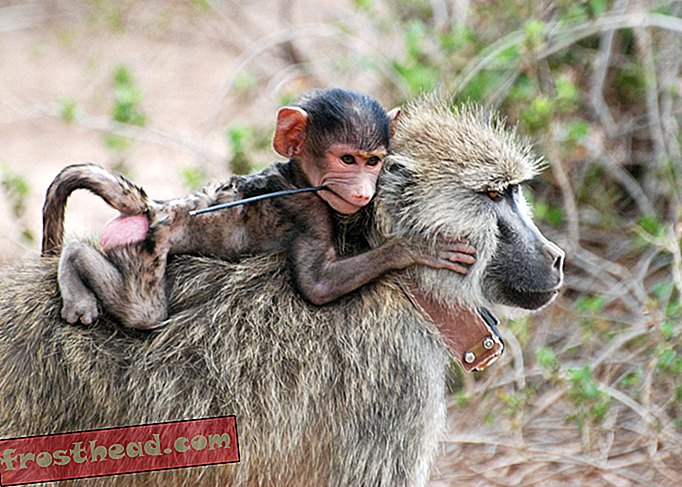 Για τους Baboons, μια σκληρή παιδική ηλικία μπορεί να οδηγήσει σε μια σύντομη ζωή