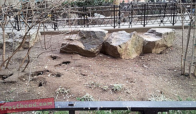 Offentlig park på Manhattan, der er hjemsted for en rottepopulation med over 100 synlige huler.