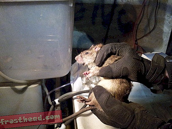 Eine frisch mit Mikrochips versehene Ratte, benommen, aber ansonsten gesund.