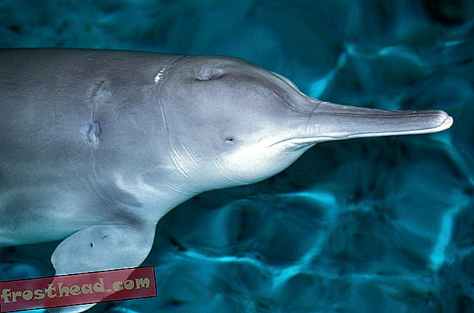 Miks on magevee delfiinid ühed maailma kõige ohustatumad imetajad