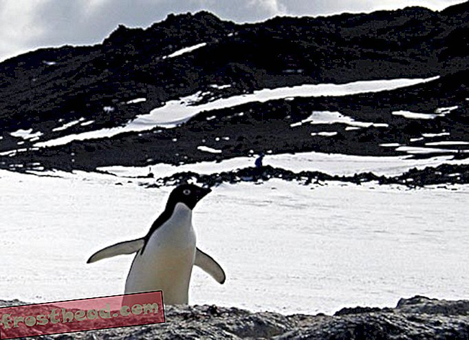 ペンギンはメルトウォーターでDDTを見つける