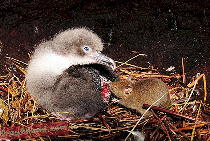 članki, znanost, divjad - Enakomerna prehrana piščancev morske ptice naredi otoške miši ogromno