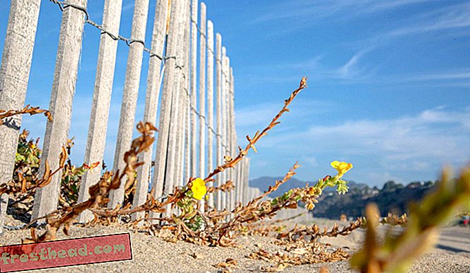 На одном участке государственного пляжа Санта-Моники был возведен забор, чтобы восстановить регион. Проект начался два года назад, и сегодня первоцвет на пляже вечером процветает.