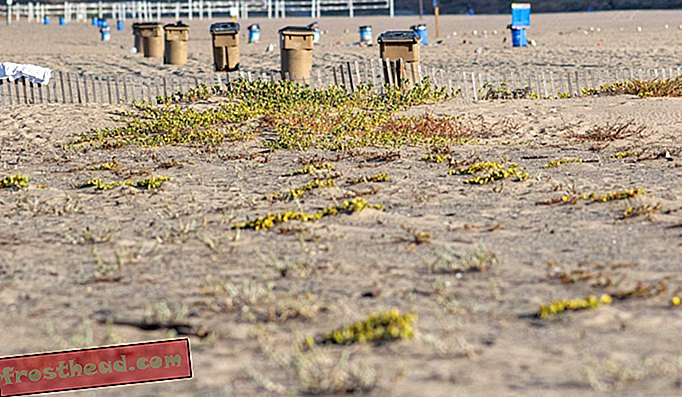 Satu pantai, dua ekosistem: di satu sisi pagar, tumbuhan asli berkembang, mewujudkan rumah untuk burung dan bug; Di lain-lain, barisan tong sampah dan gelanggang bola tampar menanti keramaian pantai.