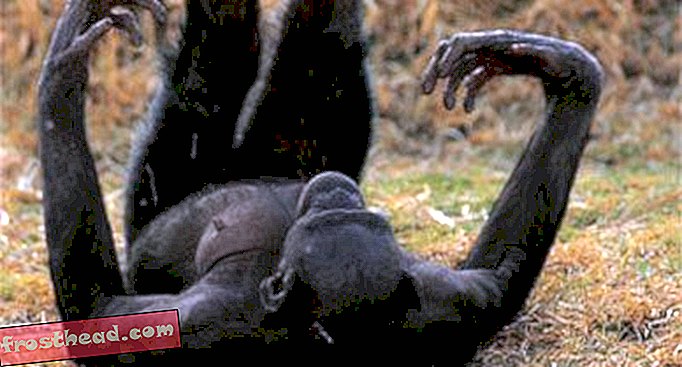 artikkelit, tiede, villieläimet - Älykäs ja keinuva Bonobo