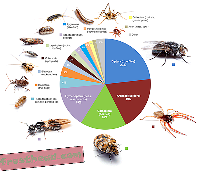 Kymmenet hyönteiset ja hämähäkit voivat asua talosi jokaisessa huoneessa-artikkelit, tiede, villieläimet