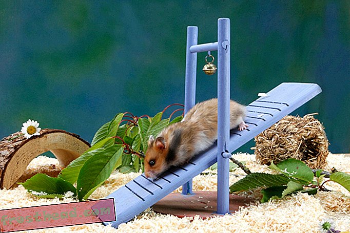 Les hamsters sont des optimistes quand ils vivent dans des cages confortables