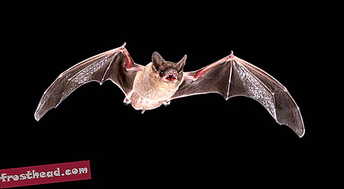 άρθρα, επιστήμη, άγρια ​​ζωή - Στις καλοκαιρινές νύχτες, μερικές νυχτερίδες αρέσει να μπερδεύουν