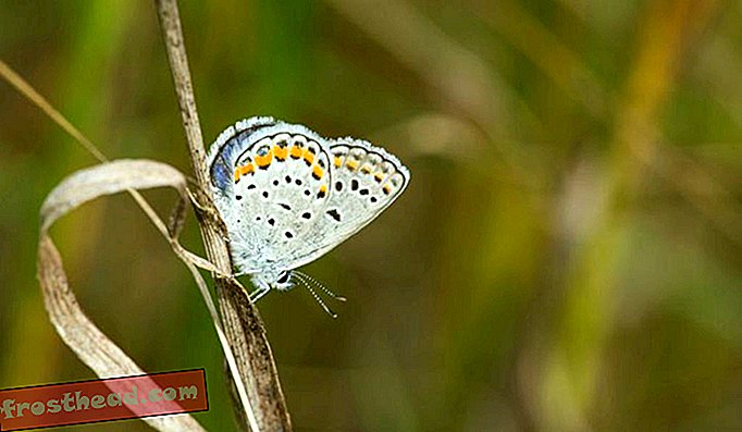 कार्नर ब्लू तितलियों को जल्द ही इंडियाना ड्यून्स नेशनल लैशोर में क्षेत्रीय रूप से विलुप्त हो सकता है।