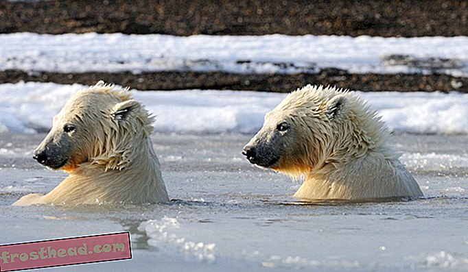 Kaktovik, Αλάσκα, γίνεται γρήγορα ένα από τα καλύτερα μέρη για να δείτε και να φωτογραφίσετε τις πολικές αρκούδες στην άγρια ​​φύση.