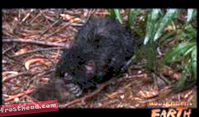 Što je ubijanje Tasmanijskog vraga?
