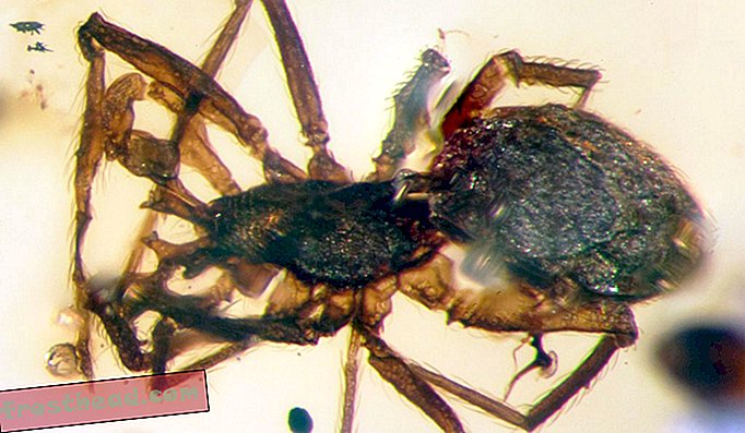 Arachnid purba ini mewakili genus dan spesies tropika baru untuk saintis.
