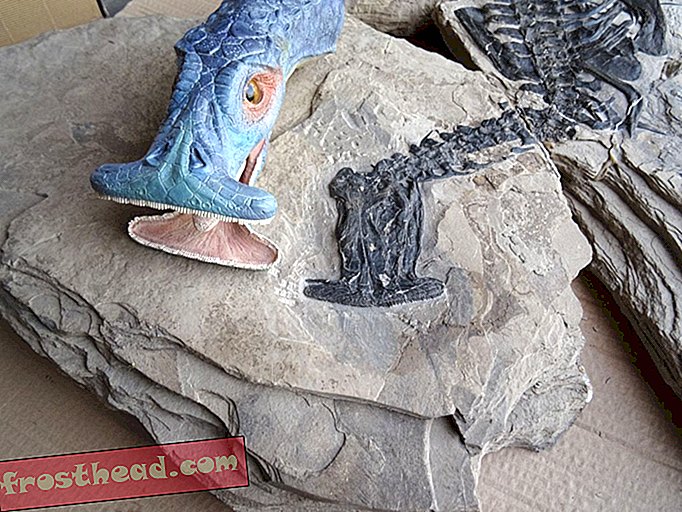 artikler, videnskab, dyreliv - Weirdo Ancient Marine Reptile havde et vakuumformet hoved