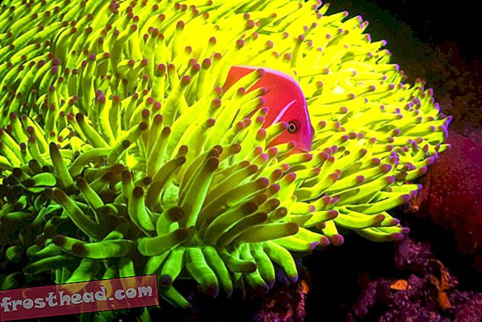 Roza anemonefish