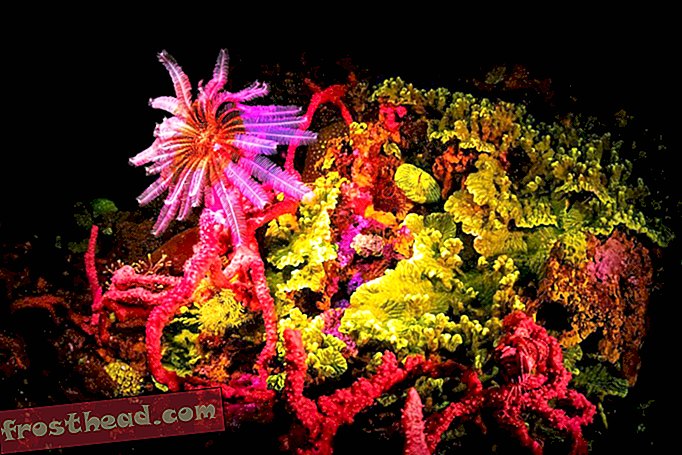 アニラオのサンゴ礁