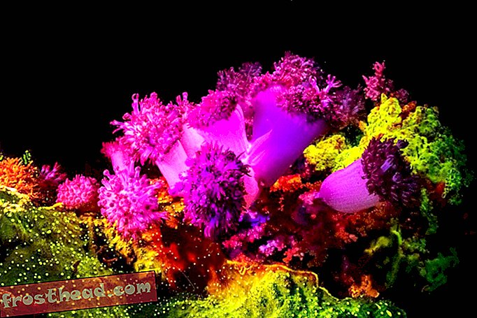 Récif de corail à Dauin