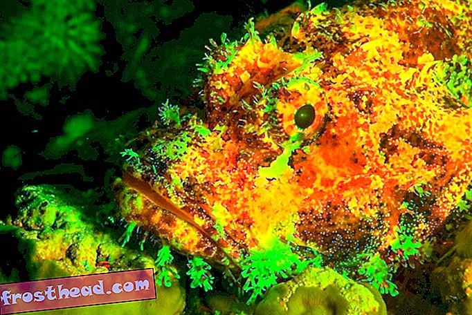 Artikel, Wissenschaft, Tierwelt - Erstaunliche Fotos enthüllen das verborgene Licht des Unterwasserlebens