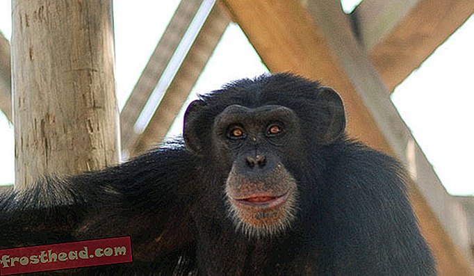 ルイジアナ州のニューイベリアリサーチセンターで飼育されているチンパンジー。野生チンパンジー保護のためのエボラワクチン試験が行われました。