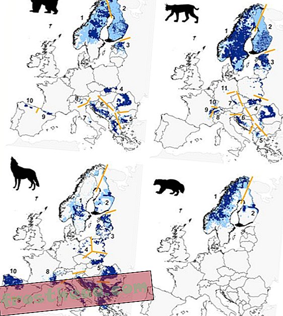 чланци, наука, дивљина - Европа је сјајно мјесто за велико јести месо