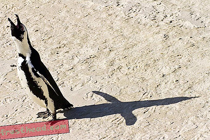 מדענים מפענחים שיחות פינגווין אפריקאיות