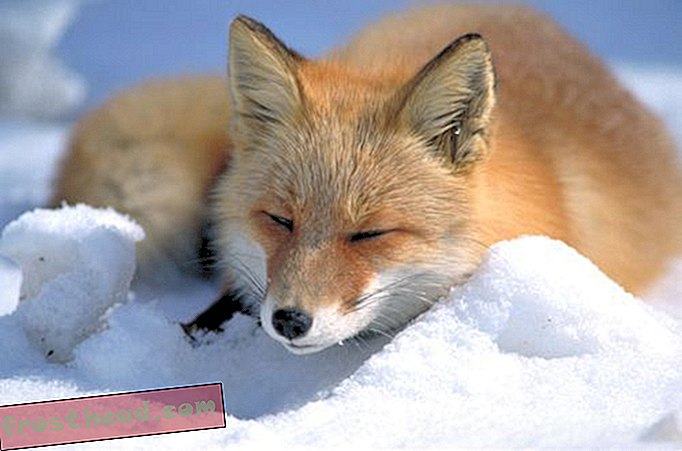 Borba za lisice-članci, znanost, divljina