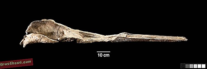 статьи, наука, живая природа - Доисторическая китовая челюсть проливает свет на эволюцию усатых