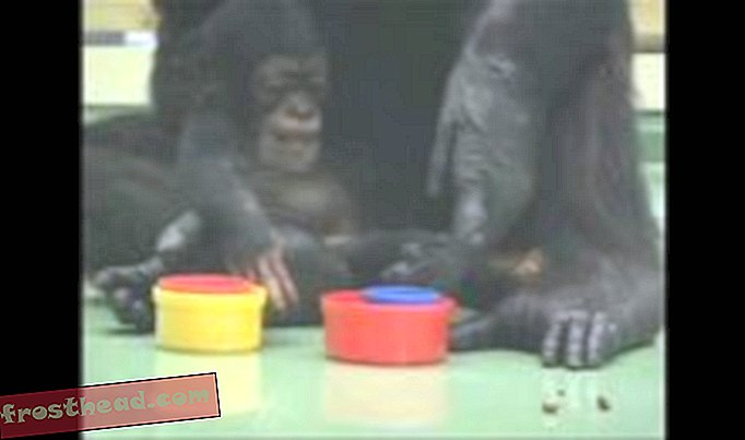 статии, наука, дивата природа - Мислене като шимпанзе