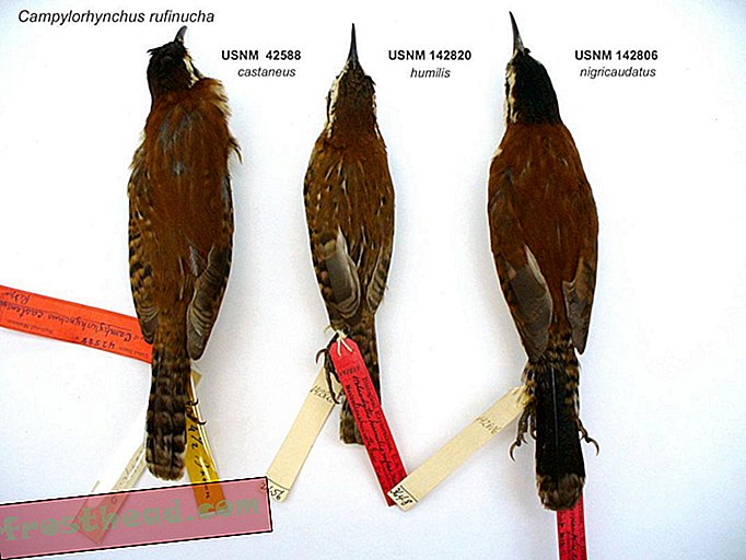 artículos, ciencia, vida salvaje - Lo que podemos aprender de un nuevo árbol de la vida de las aves