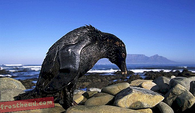 Tumpahan minyak di Table Bay di Cape Town mengancam 40 peratus daripada spesies terancam, populasi penguin Afrika yang mendiami Kepulauan Robben dan Dassen.