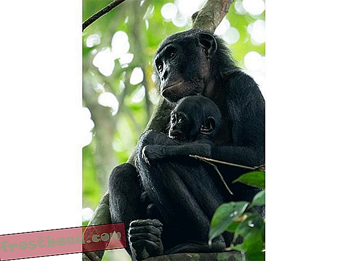 bonobos-pair.jpg
