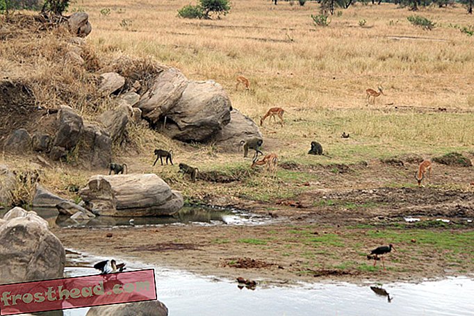 Impalas hænger sammen med bavianer til pølsefrugt og sikkerhed
