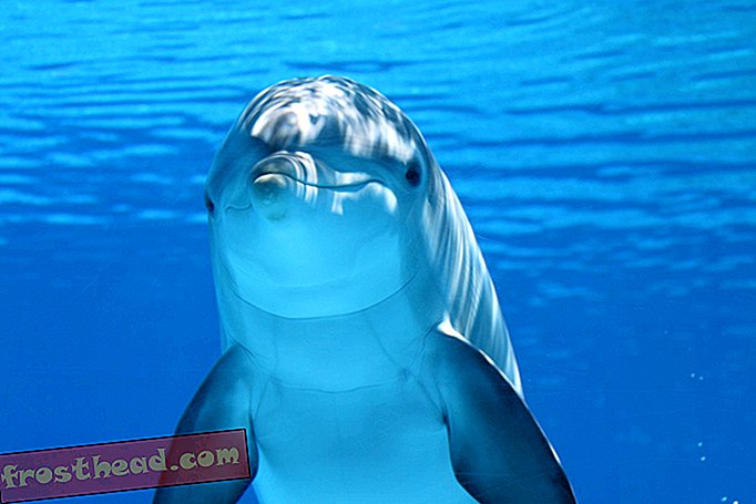 Kas tatt ei aita delfiinidel ehholokaati luua?