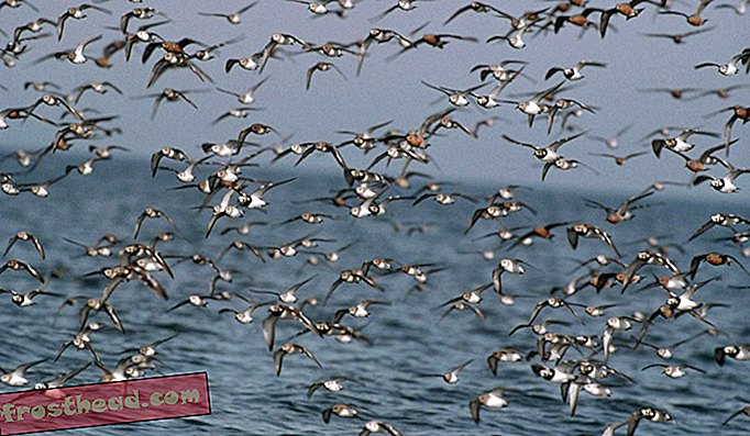 Když krabi podkovy pochovávají svá vejce podél pobřeží Delaware Bay, ptáčci nejsou příliš pozadu.