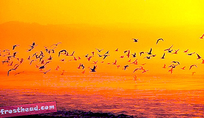 Point Reyes National Seashore er en af ​​de bedste fuglekuglepletter i landet og kan prale af næsten 500 arter.