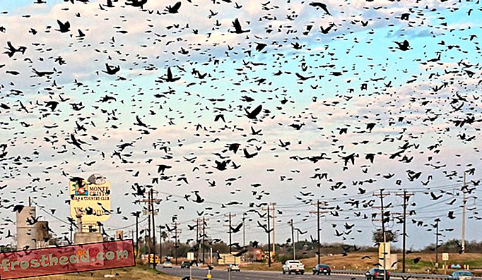 वसंत के प्रवासी पक्षियों को देखने के लिए अमेरिका में सर्वश्रेष्ठ स्थान