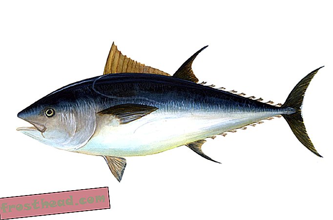 מאמרים, מדע, חיות בר - אירופה אוסרת על דיג טונה כחול