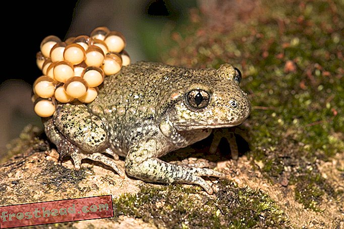 midwife toad.jpg
