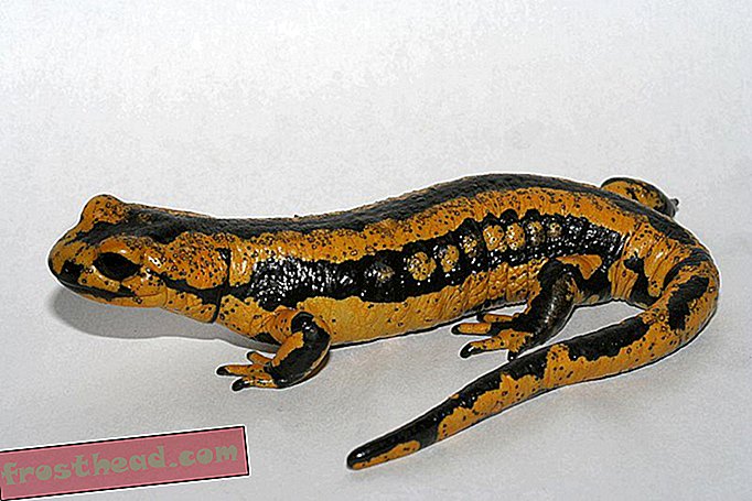 articole, știință, animale sălbatice - Modul în care oamenii de știință americani planifică să zădărnicească o Apocalipsă Salamander