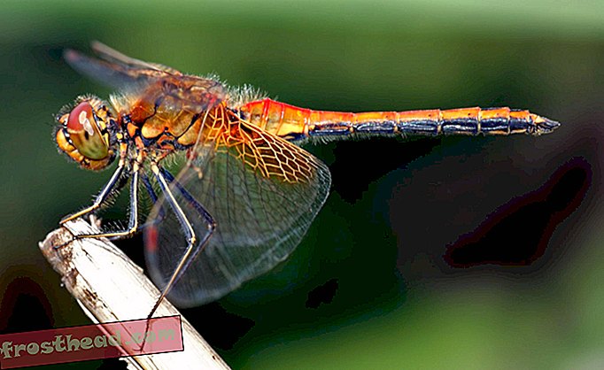 Dragonflies είναι ένας περίεργος συνδυασμός όμορφων πραγμάτων