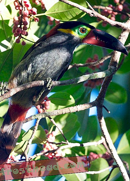 Guyanan-toucanet.jpg